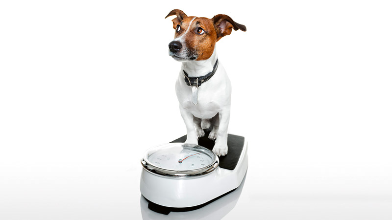 Fütterungsempfehlung Barferie Fürth bei Nürnberg